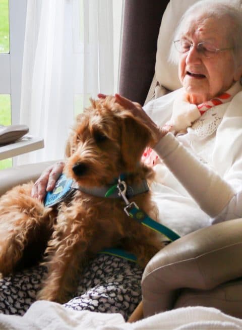 Facility Therapy Dogs - Therapy Dogs New Zealand