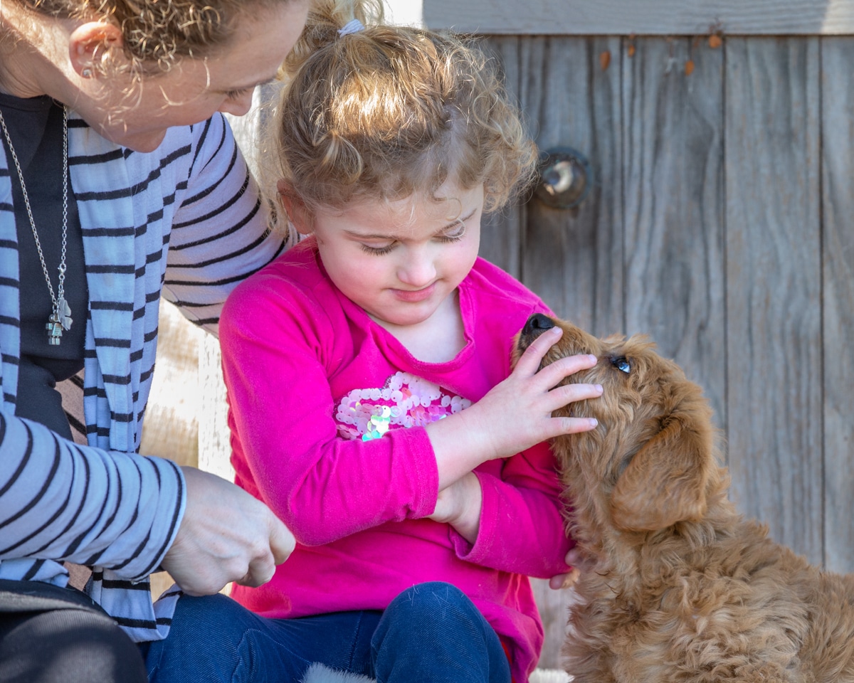 Disability Support Therapy Dogs - Therapy Dogs New Zealand