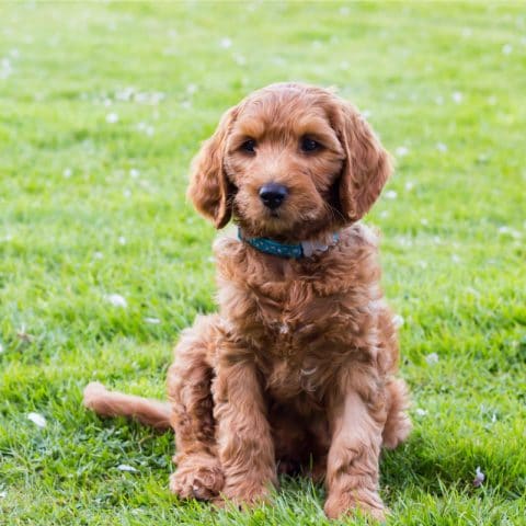 Therapy Dog Cooper - Therapy Dogs New Zealand