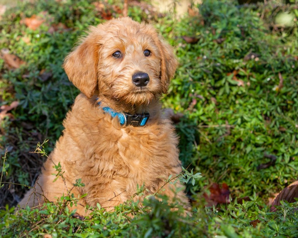 Remy’s Introduction to the World - Therapy Dogs New Zealand