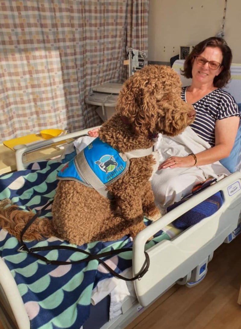 About Our Therapy Dog Puppies - Therapy Dogs New Zealand