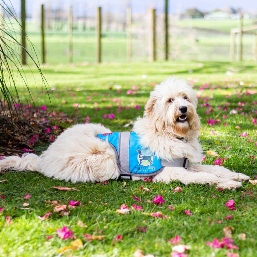 Therapy Dog Barley Profile Picture