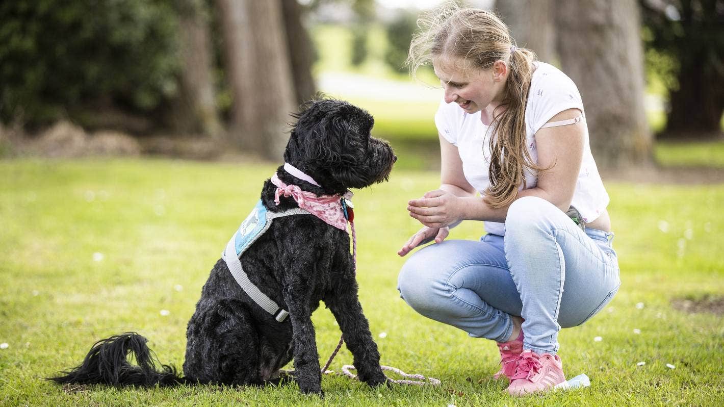 Coronavirus Therapy Dog Demand Increase